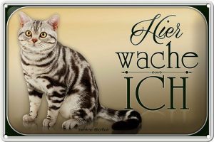 Schild Blech 30x20cm - Made in Germany - Katze American Shorthair hier wache Metall Deko Blechschild