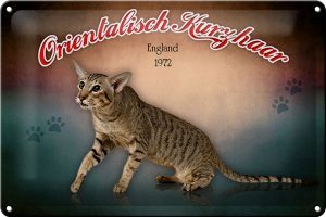 Schild Blech 30x20cm - Made in Germany - Katze Orientalisch Kurzhaar England Metall Deko Blechschild