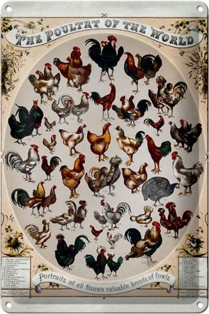 Schild Blech 20x30cm - Made in Germany - Geflügelart the poultry of the worls Metall Deko Blechschild