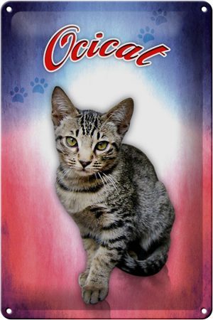 Schild Blech 20x30cm - Made in Germany - Katze Ocicat Metall Deko Blechschild